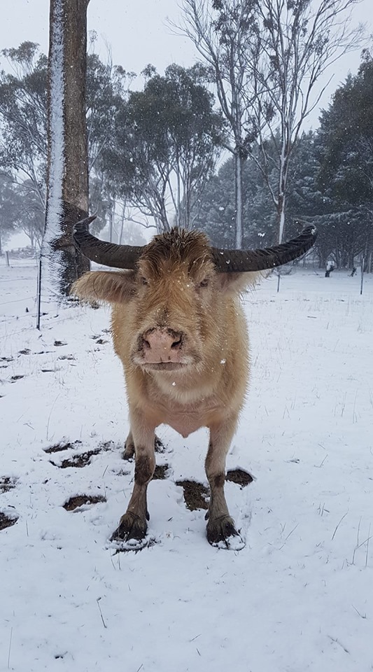 Снегопад в Австралии. Фото: New England Camel Co в Facebook, KirstyKitto в Twitter