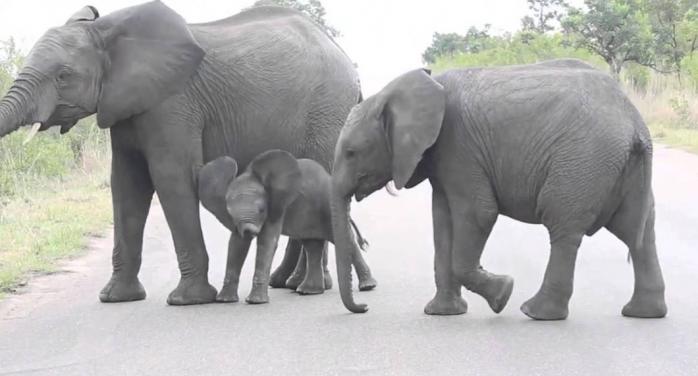 Слони влаштували проводи мертвому дитинчаті. Фото: YouTube