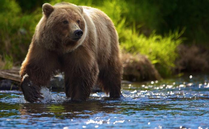 В России сибиряк откусил язык медведю. Фото: Vsezhivoe.Ru