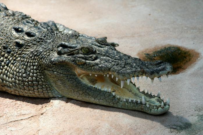 Крокодила виявили у Чернігівській області, рептилія померла два тижні тому. Фото: National Geographic Россия