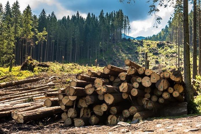 Минприроды показало, как собирается возрождать леса Карпат. Фото: tyachiv.com.ua
