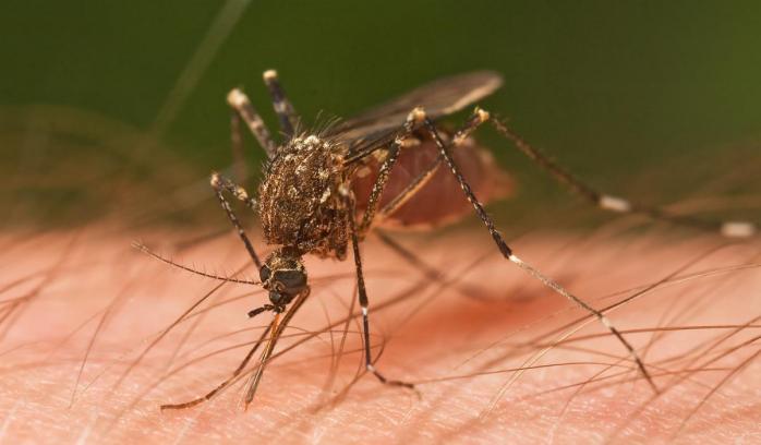Комары являются переносчиками ряда болезней, фото: «Википедия»