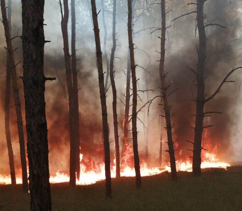 Пожар в лесу. Фото: ГСЧС