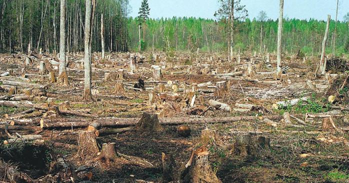 Вирубка лісів збільшує ризик появи нових епідемій. Фото: Новая Теория