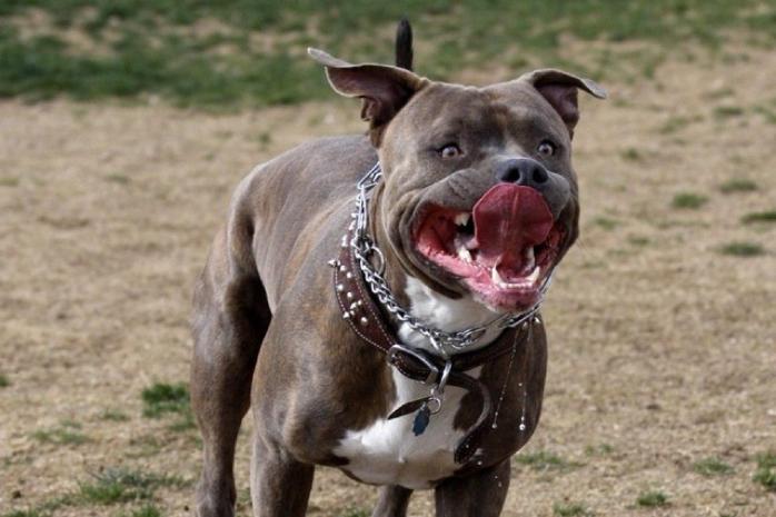 Напад собак: власник бійцівських псів дістав рік ув’язнення. Фото: Tengrinews