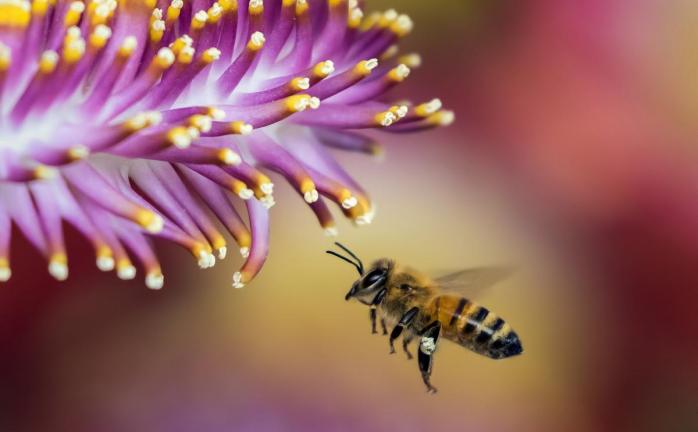 Бджоли розповсюджують віруси, які вражають диких джмелів 