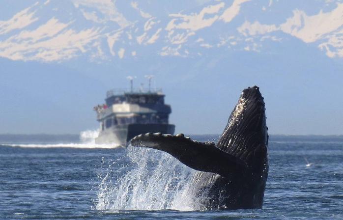 В Японии впервые за 30 лет возобновляют коммерческий лов китов. Фото: ТАСС