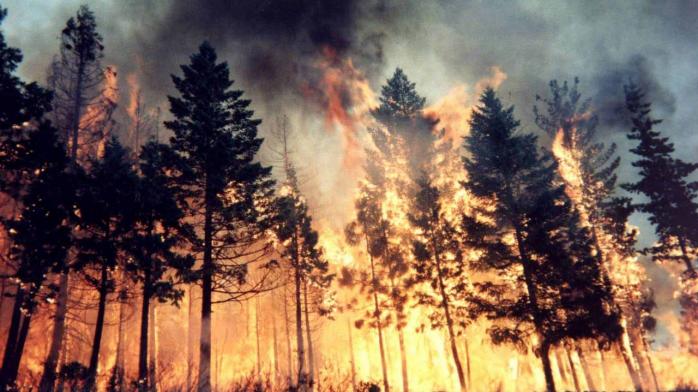 Українці врятували ліс у Польщі від пожежі. Фото: wallpaperscraft