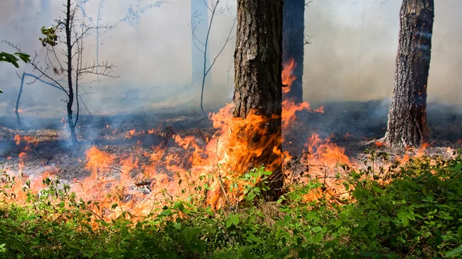 Замінований ліс горить біля Станиці Луганської: внаслідок вибуху постраждав чоловік. Фото: Прямий