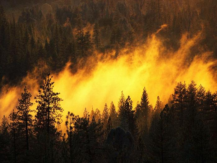 Изменение климата: в Арктике аномальные лесные пожары – ООН. Фото: VistaNews