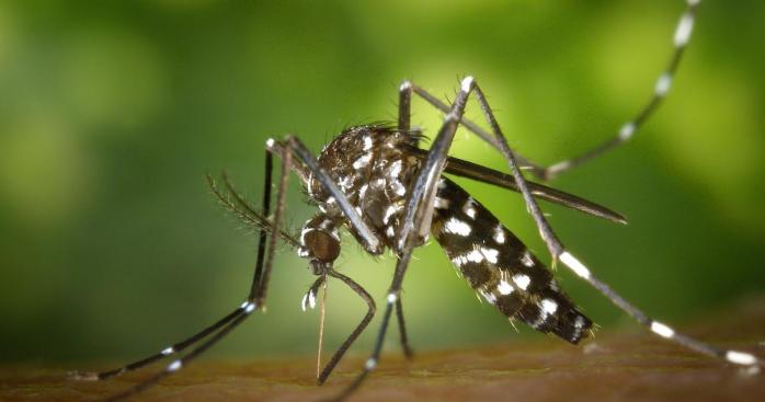 Вуглекислий газ допомагає комарам знаходити своїх жертв