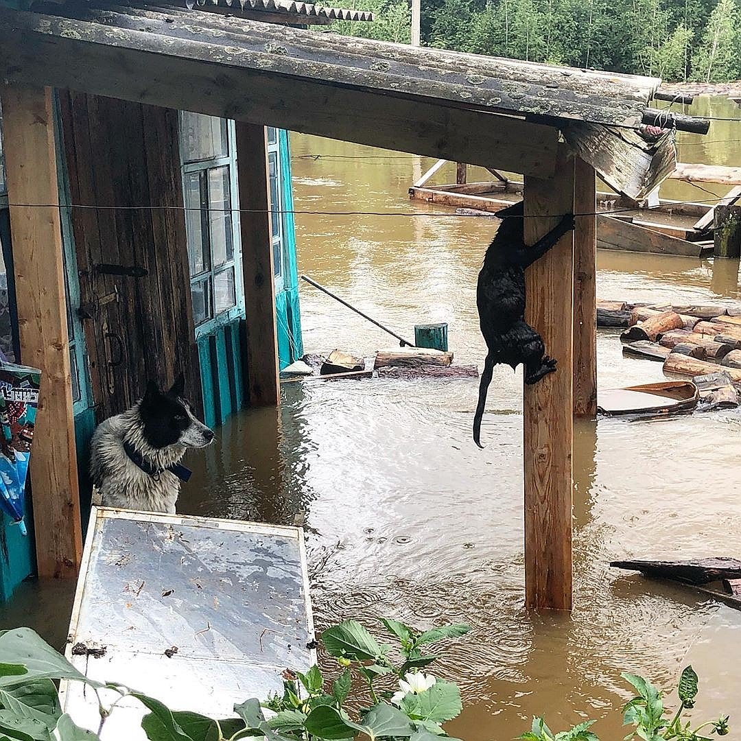 Россию затопило: наводнение пришло в Амурскую область. Фото: Instagram