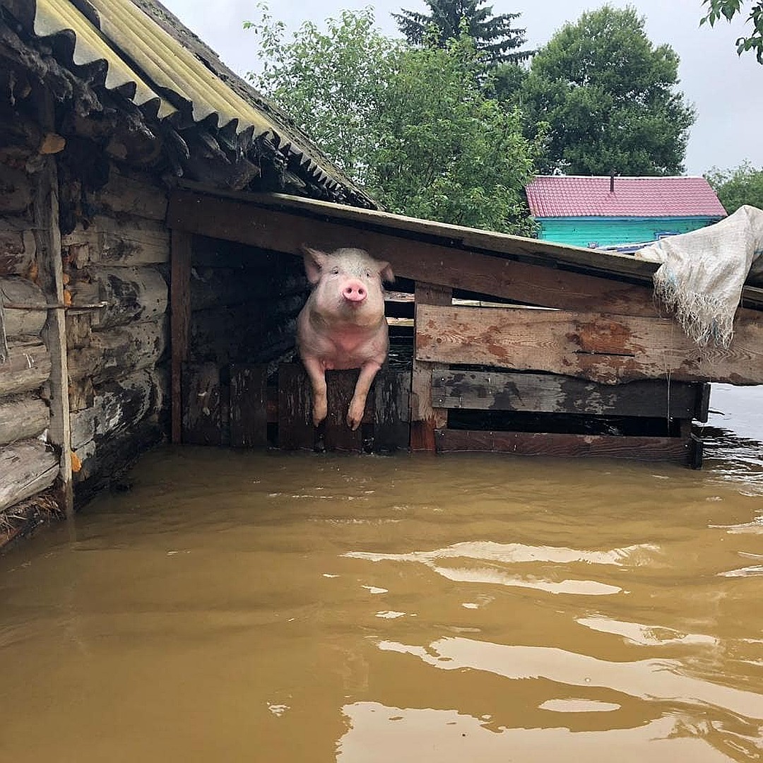 Росію затопило: повінь прийшла в Амурську область. Фото: Instagram