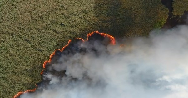 Масштабні пожежі можуть залишити Росію без промислових лісів. Фото: Greenpeace Russia