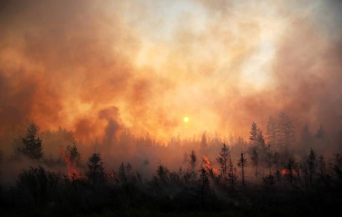 Масштабные пожары могут оставить Россию без промышленных лесов. Фото: ТАСС