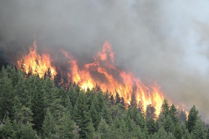 В России подсчитали миллиардные убытки от лесных пожаров. Фото: twitter/cause_sadness96