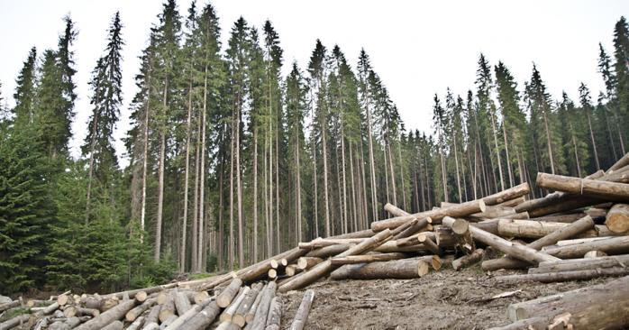 Вырубка леса. Фото: Метеовести
