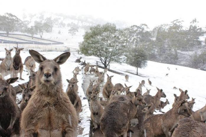 Изменение климата: антарктический холод принес рекордные снега в Австралию, фото - Пикабу