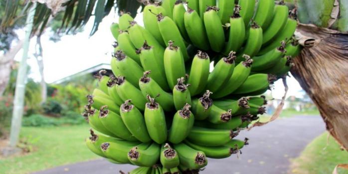 Грибок може завдати значних збитків банановій промисловості, фото: PIXNIO