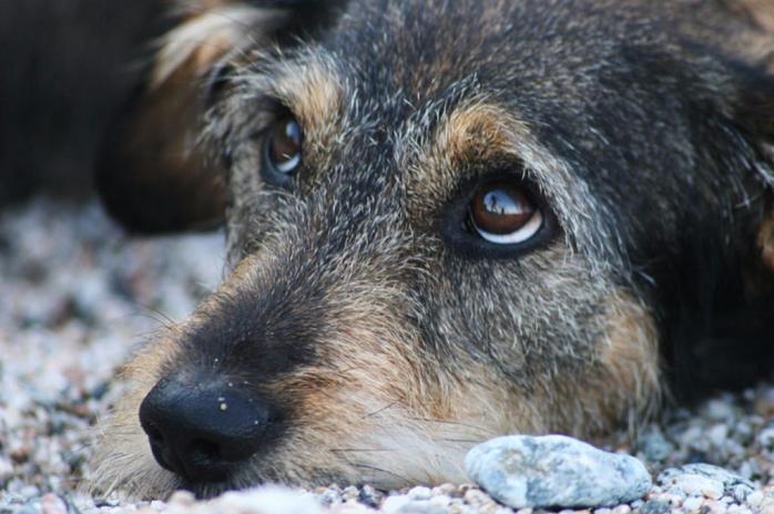 Жорстоке поводження з твариною: на Полтавщині чоловіка оштрафують за навмисний наїзд на собаку. Фото: eSP.md