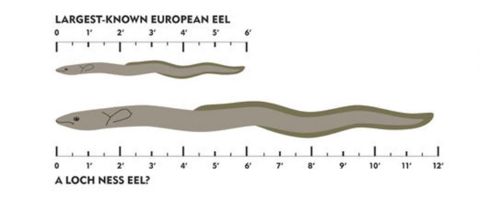 Так может выглядеть «Несси» в сравнении с наибольшими европейськими угрями, фото: Loch Ness Hunters