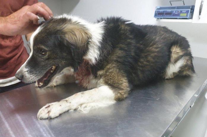 Жестокое обращение с животными: житель Днепра перерезал горло собаке. Фото: Информатор
