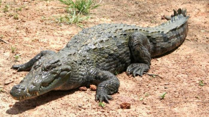 В Новой Гвинее американские ученые открыли новый вид крокодилов, фото — media.publika.md