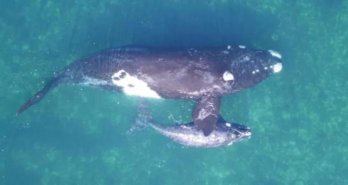 Снимок самки южного гладкого кита с детенышем, фото: Британское экологическое общество