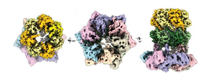 Структура протеолитического комплекса ClpX-ClpP. Это ключ к разработке инновационных лекарств, направленных на процесс деградации белков бактерий, фото: Dr. Christos Gatsogiannis / MPI of Molecular Physiology
