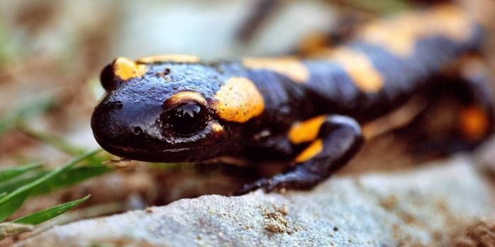 Ученые установили, что общего у людей и саламандр
