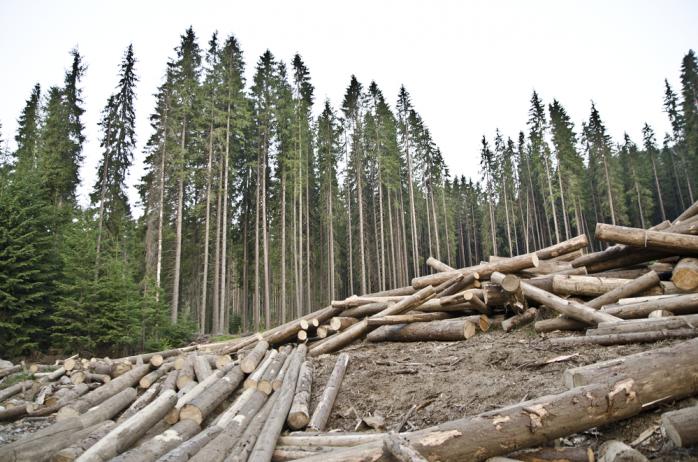 Боротьба з лісорубами у законі: в Україні створюють онлайн-карту вирубки лісу. Фото: Сегодня
