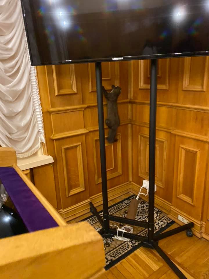 Курьезы в Раде: депутаты нашли в парламенте пушистого хищника, фото — Фейсбук Я.Железняка