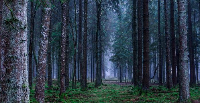 Контрабанда леса: на Буковине перекрыт канал вывоза древесины в ЕС, фото: pixabay