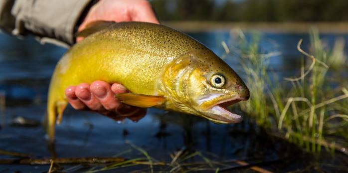 Разрешения на вылов и разведение рыбы будут продавать через Prozorro, фото: US Fish and Wildlife Service 