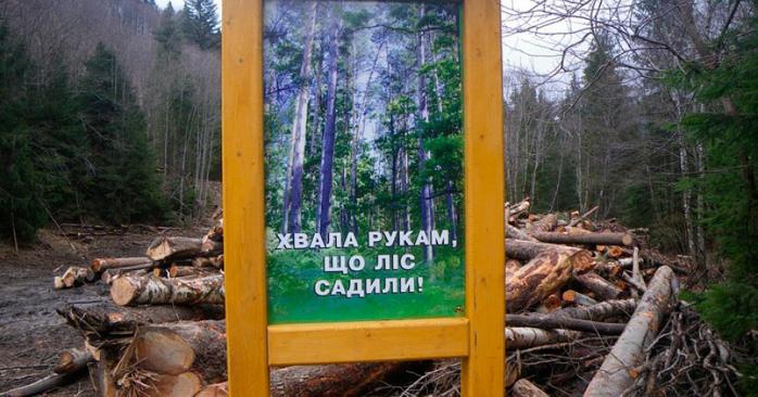 Рада запретила рубку лесов на склонах Карпат. Фото: Еспресо