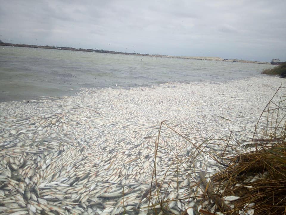 Массовый мор рыбы зафиксирован в Днепре, фото: Facebook 