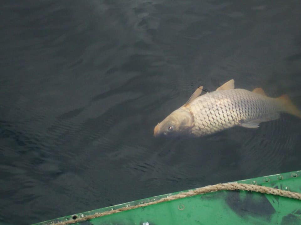 Массовый мор рыбы зафиксирован в Днепре, фото: Facebook 