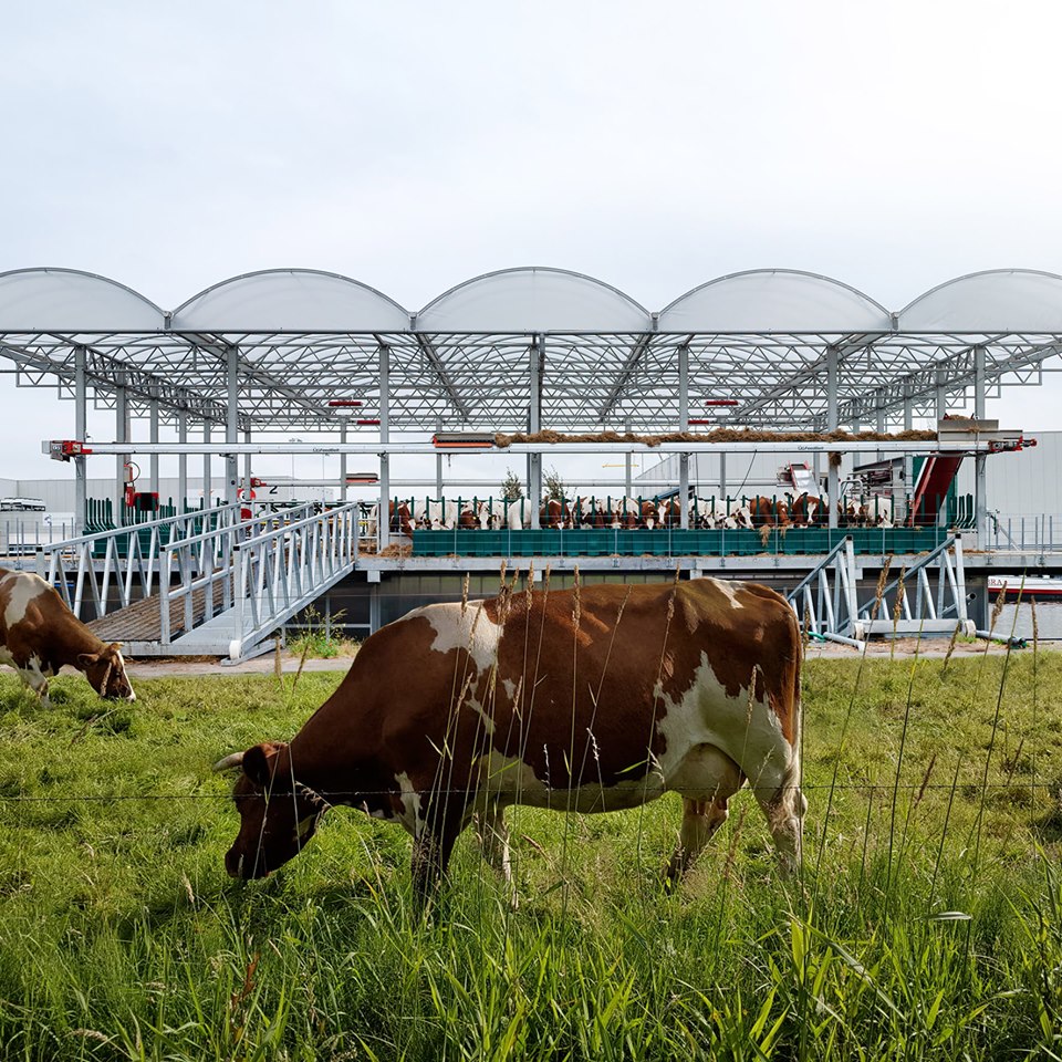 Коровы в Роттердаме обитают на плавучей ферме. Фото: Your own Holland