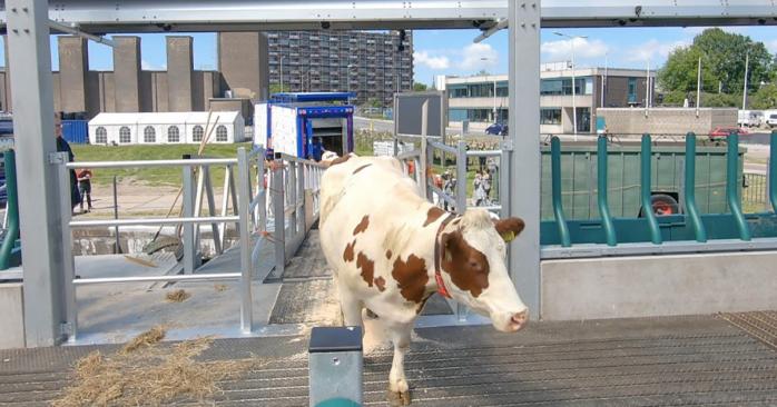 Коровы в Роттердаме обитают на плавучей ферме. Фото: inshe.tv