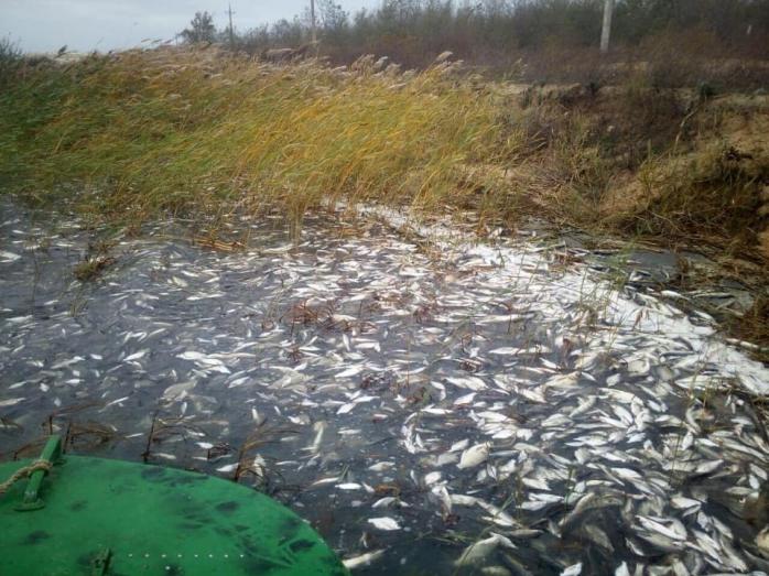Массовый мор рыбы в Днепре: названа причина. Фото: 