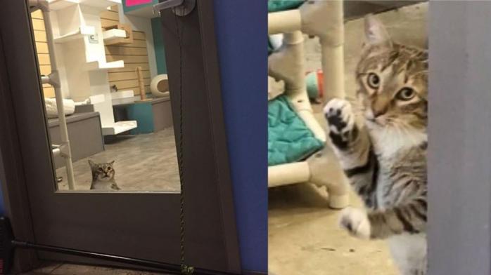 I'll be back: в приюте в США кота наказали за освобождение других животных из клеток. Фото: Facebook