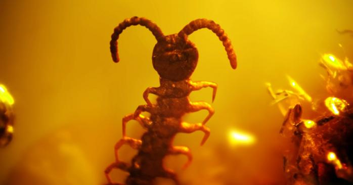 Этнолог заявил, что нашел на Марсе насекомых. Фото: Википедия