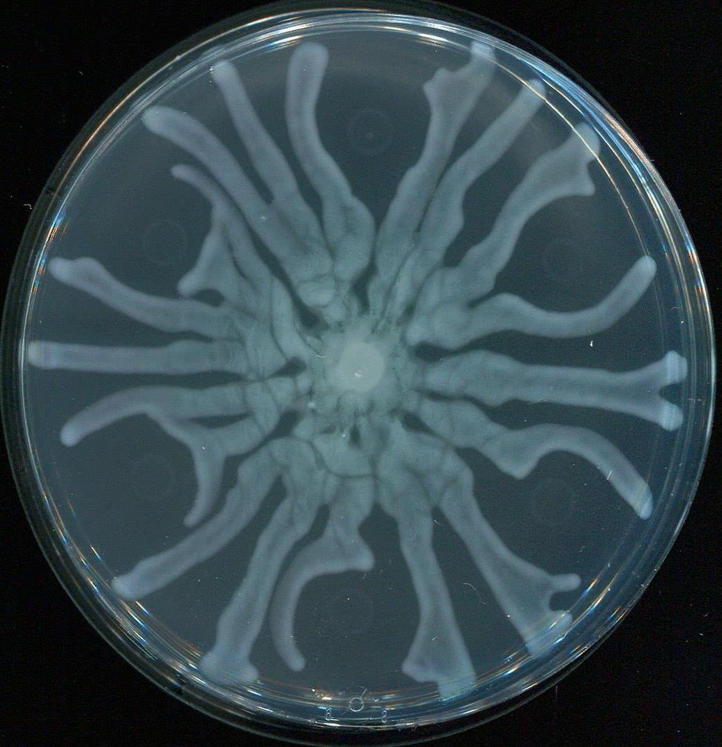 Бактерии Pseudomonas Aeruginosa растут из центра чашки Петри, но держатся подальше от шести бактериальных колоний вдоль края, которые были заражены антибиотиками, фото: Копенгагенский университет