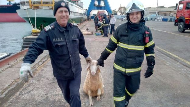 Кораблекрушение в Черном море: вблизи Румынии перевернулось судно, перевозившее 14 тыс. овец, фото — BBC