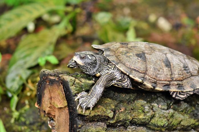 Біологи показали найбільшу в історії зграю морських черепах, фото: pixabay 