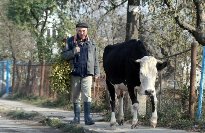 Новини економіки: молокозаводи України купуватимуть сировину у Польщі, фото — День