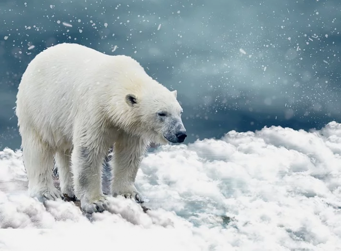 У Росії білого ведмедя розмалювали чорною фарбою. Фото: Білий ведмідь