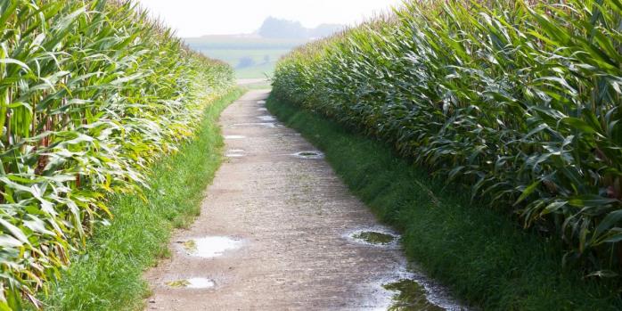 Кукуруза – одно из растений с «продвинутым» фотосинтезом