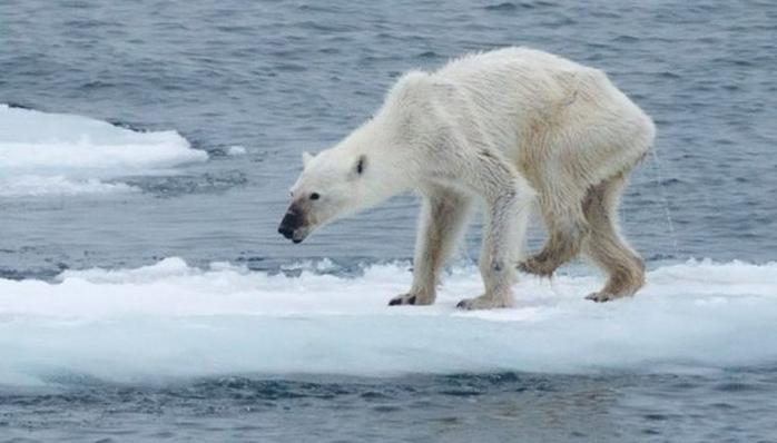 Белый медведь. Фото: Укринформ