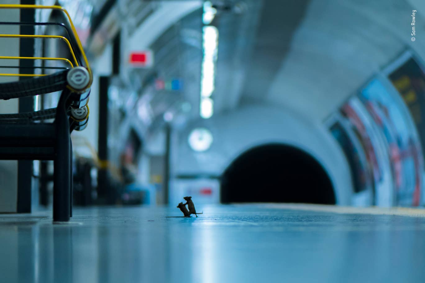 Фото года: снимок драки мышей в лондонском метро выбрали лучшим, фото — Wildlife Photography of the Year 2019